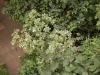 DSCN5206.JPG