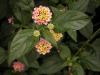 DSCN5216.JPG