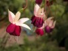 DSCN5220.JPG