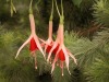 DSCN5221.JPG
