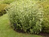 DSCN5241.JPG