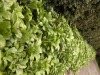 DSCN5244.JPG