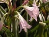 DSCN5254.JPG