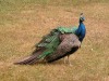 DSCN5257.JPG