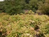DSCN5273.JPG