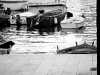 DSC_7946