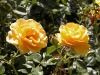 DSCN4654.JPG