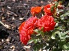 DSCN4655.JPG