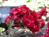DSCN4656.JPG