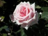 DSCN4666.JPG