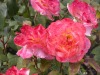 DSCN4668.JPG