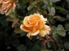 DSCN4671.JPG