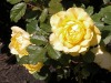 DSCN4675.JPG
