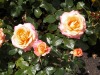 DSCN4683.JPG