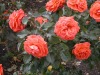 DSCN4685.JPG