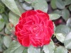 DSCN4686.JPG
