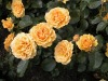 DSCN4689.JPG