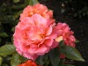 DSCN4690.JPG
