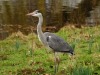 dsc_0590.jpg