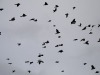 dsc_0606.jpg