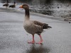 dsc_0609.jpg