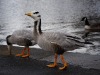dsc_0613.jpg